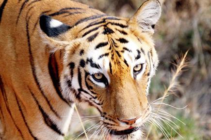 Only 3,200 tigers left in the wild: WWF report